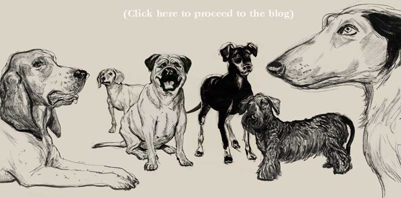 Dogs! Dogs! Dogs!